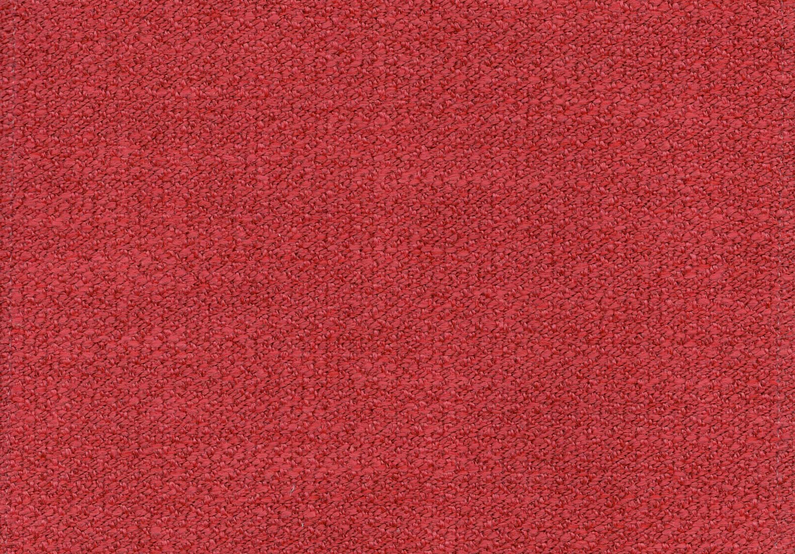 Jersey Poppy
